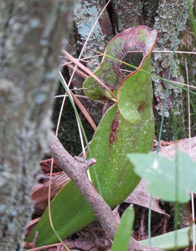 Pitcher plant
