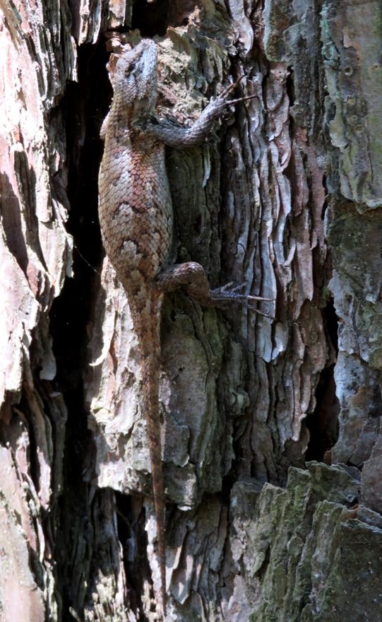Eastern fence lizard on side of tree