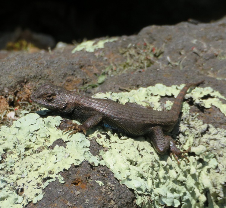 Eastern fence lizard on bog ore