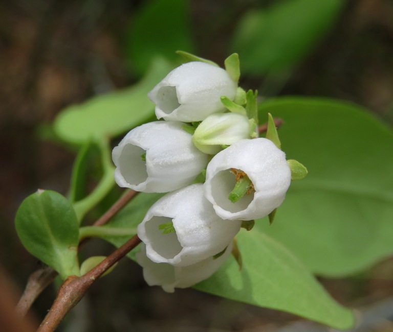 Four small, white flowers