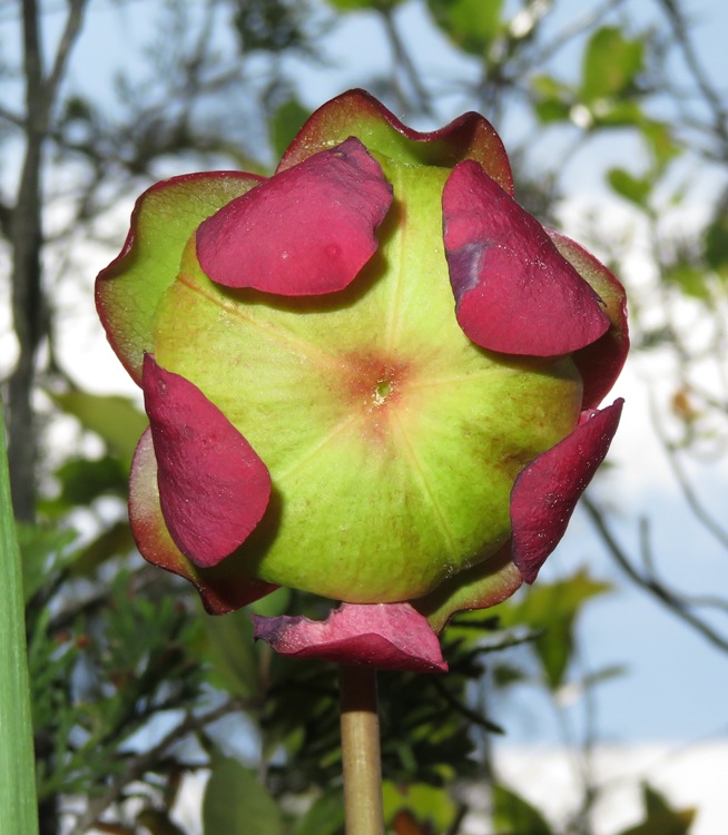Pitcher plant flower