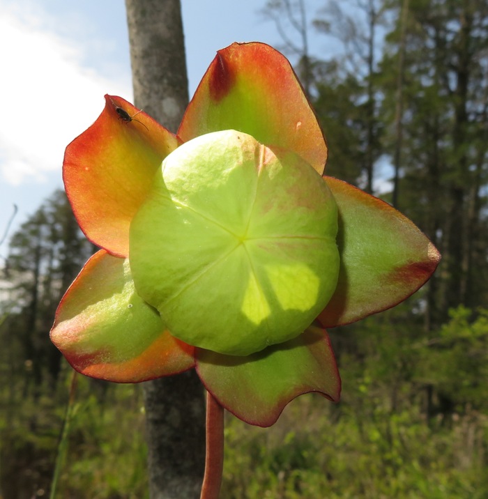 Pitcher plant flower