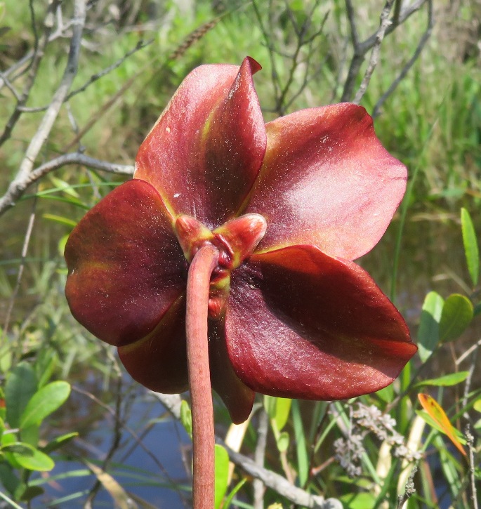Backside of pitcher plant flower