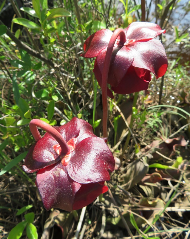 The backside of two pitcher plant flowers