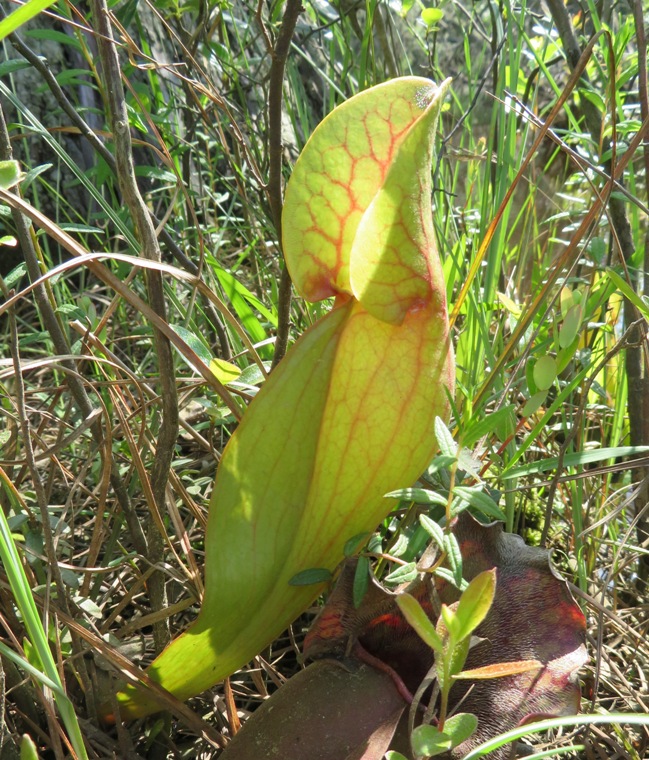 Pitcher plant