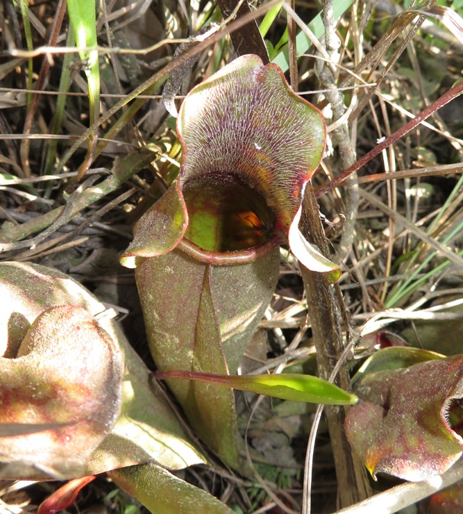 Pitcher plant, focusing on opening