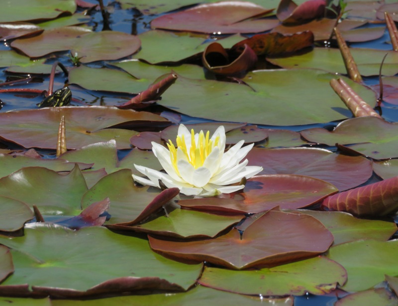 White water lily with yellow in the center