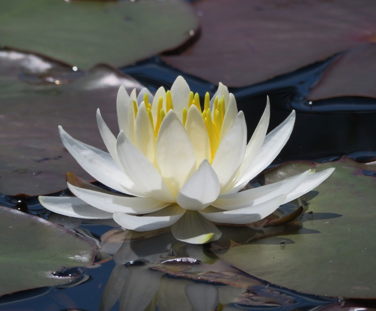 Closeup of water lily