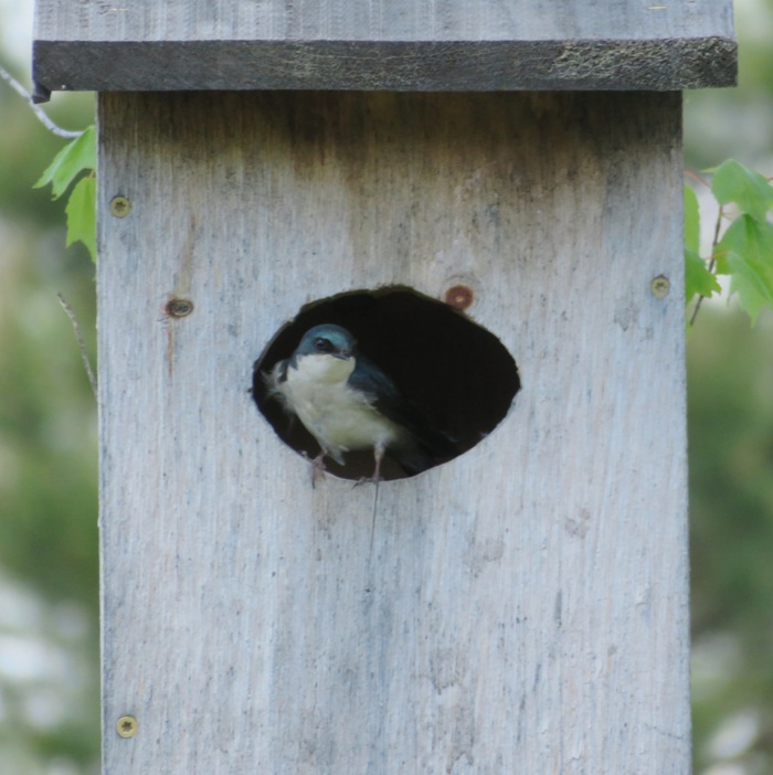 Tree swallow in wood duck box