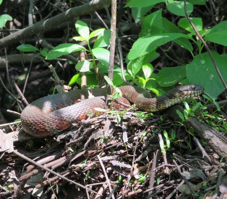 Northern pine snake on twigs
