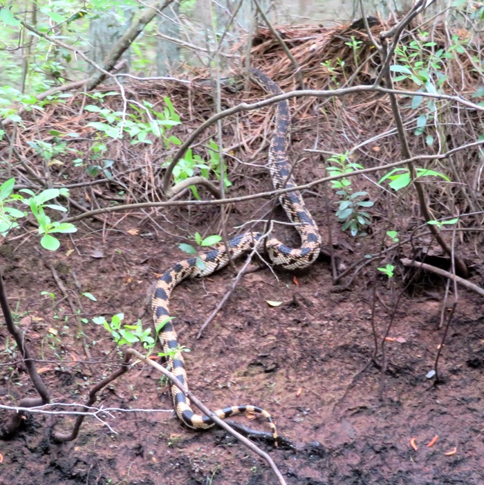 Northern pine snake on dirt riverbank