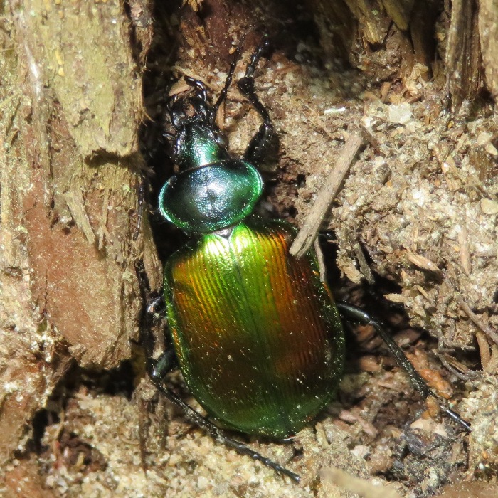 Caterpillar hunter beetle