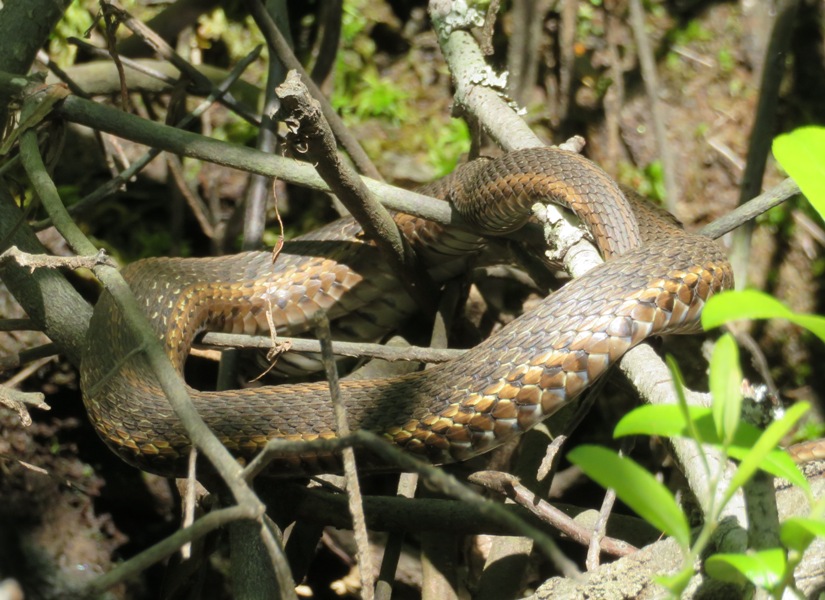 Likely a garter snake