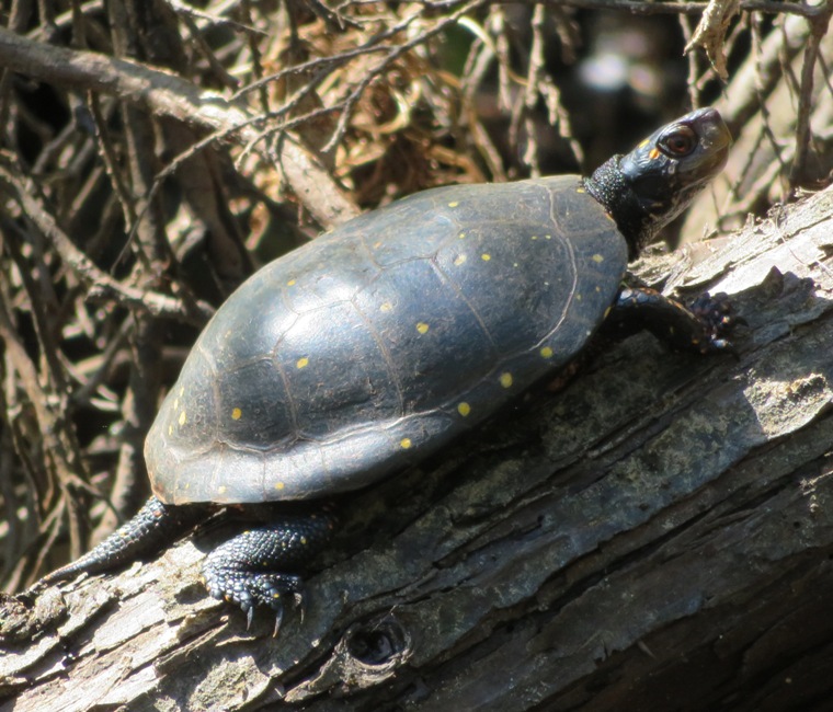 Spotted turtle on log