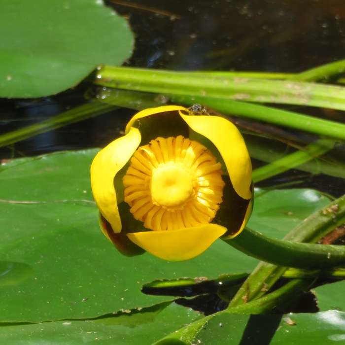 Yellow spatterdock flower with insect on top