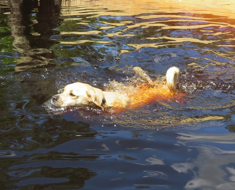 Daphne swimming