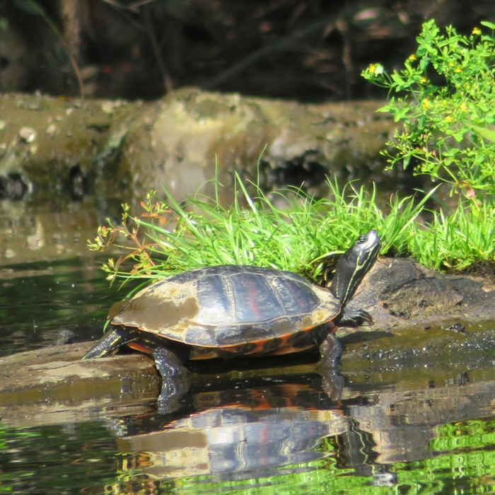 Eastern painted turtle