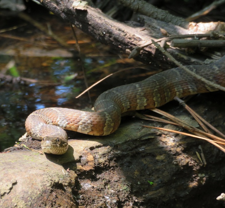 Snake on log