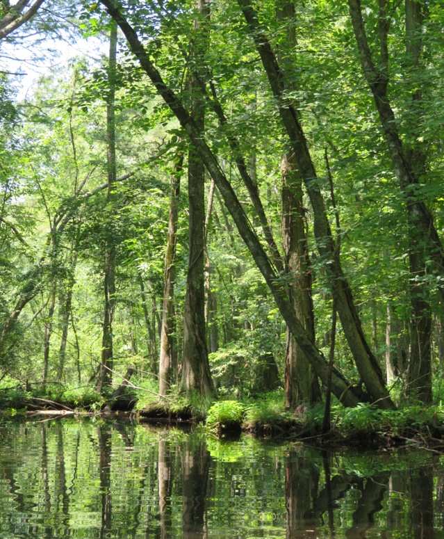 Shaded area of Corker's Creek