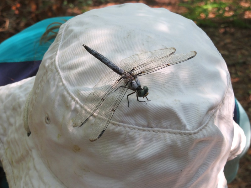 Looking down on dragonfly on Norma's hat