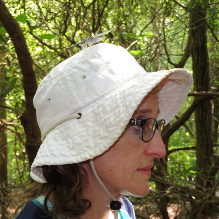 Side view of dragonfly on Norma's hat