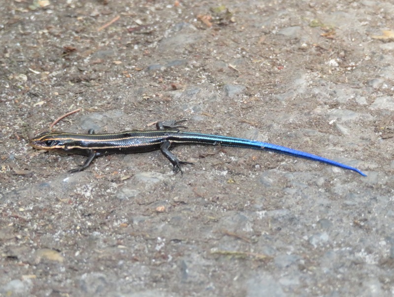 Five-lined skink