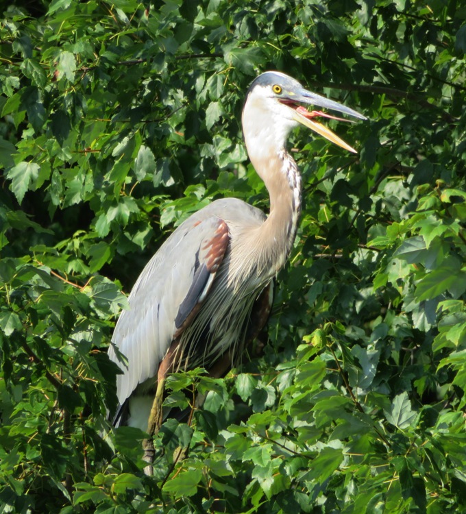 Great blue heron with its mouth open and tongue exposed