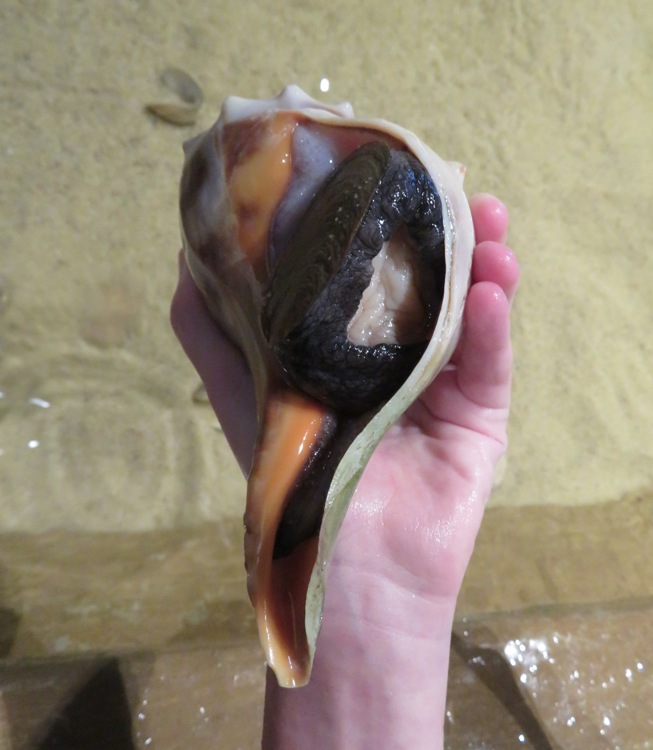 Knobbed whelk