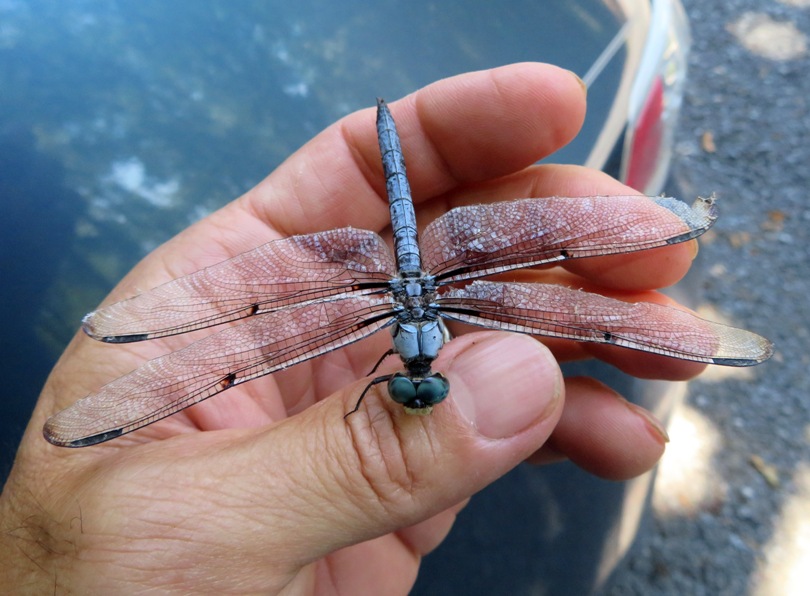 Blue dasher dragonfly on my hand