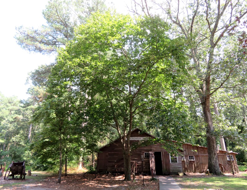 American Chestnut tree in front of blacksmith building
