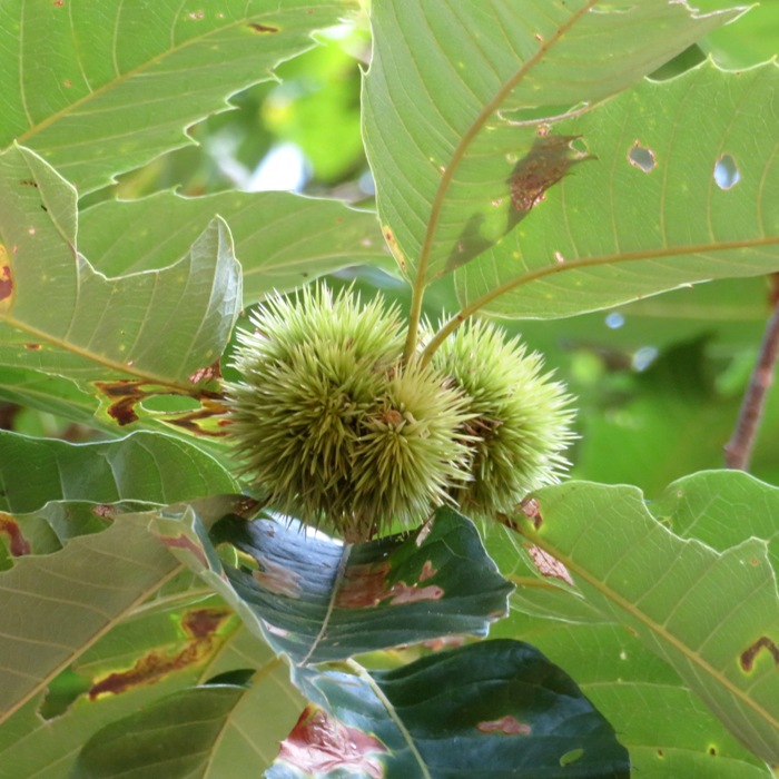 American Chestnut nut with a spiky covering