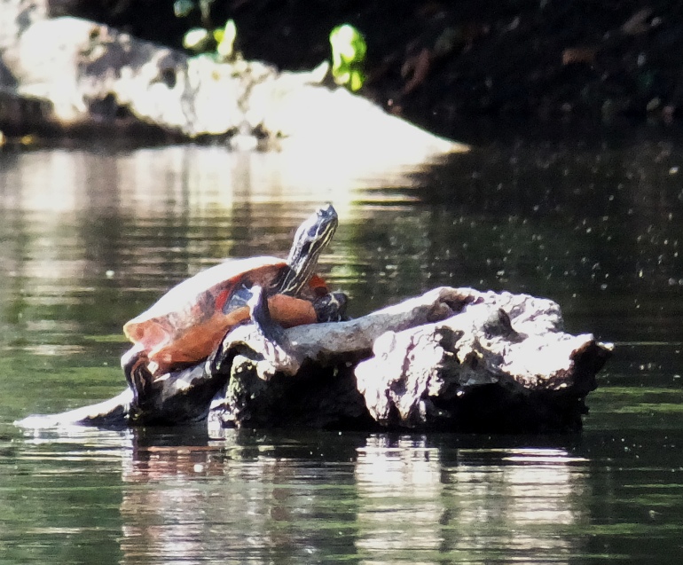 Turtle on log