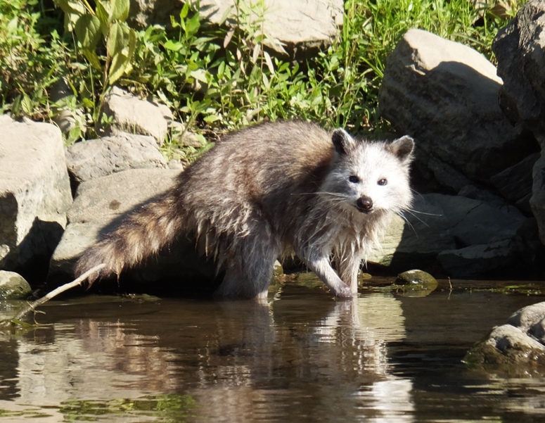 Racoon by the water with pale face