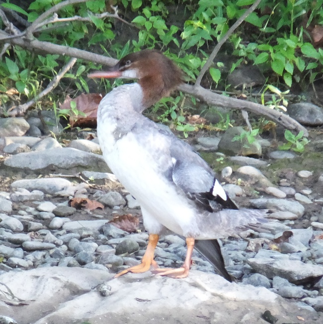 Merganser on rock, grooming itself