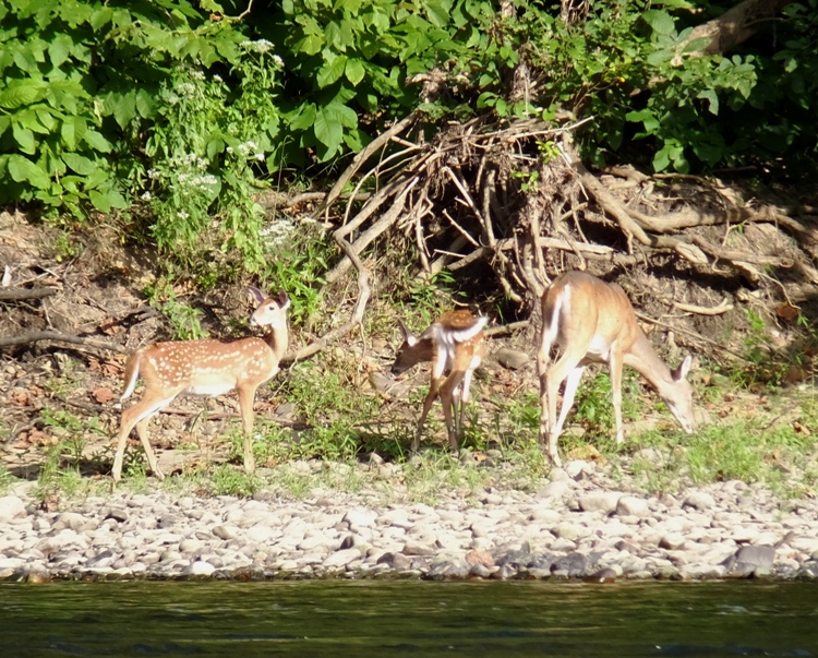Doe and two fawns