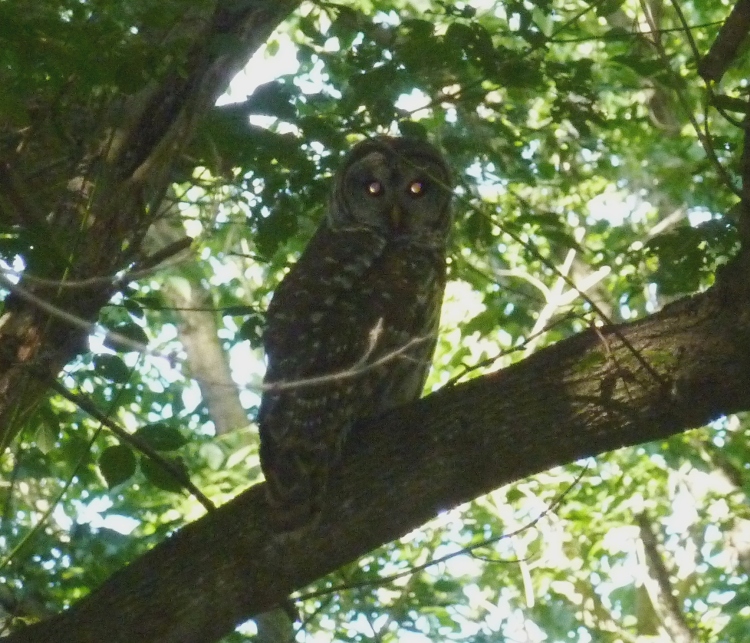 Barred owl in tree