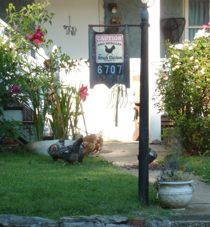 Chickens on lawn near porch