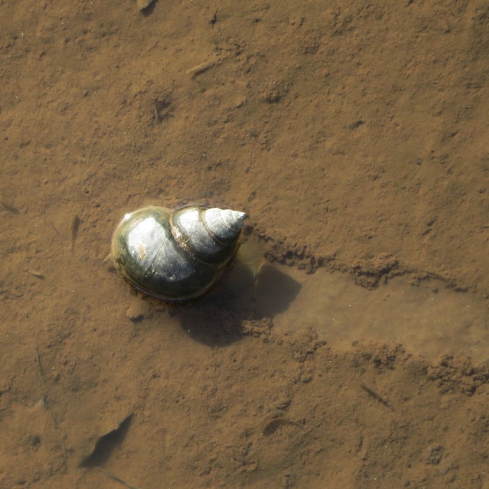 Big snail moving through a shallow, muddy area