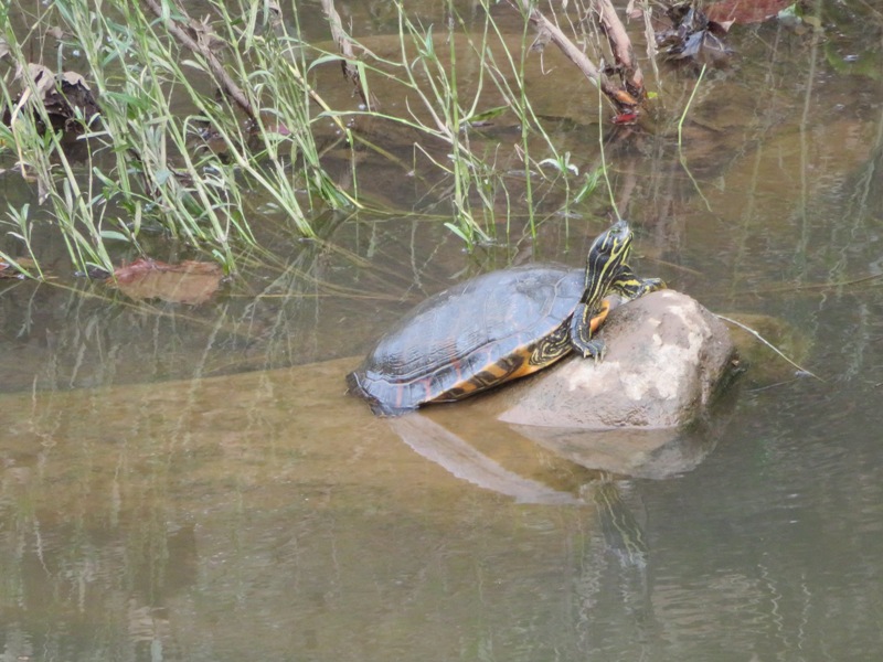 Turtle on rock in water