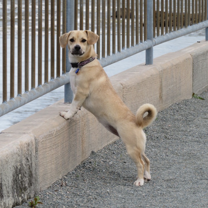 Daphne with front legs perched on base of bridge