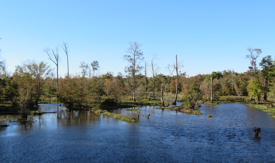 Small trees by the water