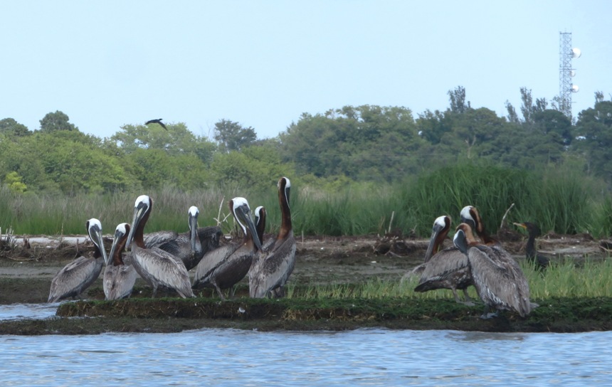 Pelicans with some showing red on the backs of their necks
