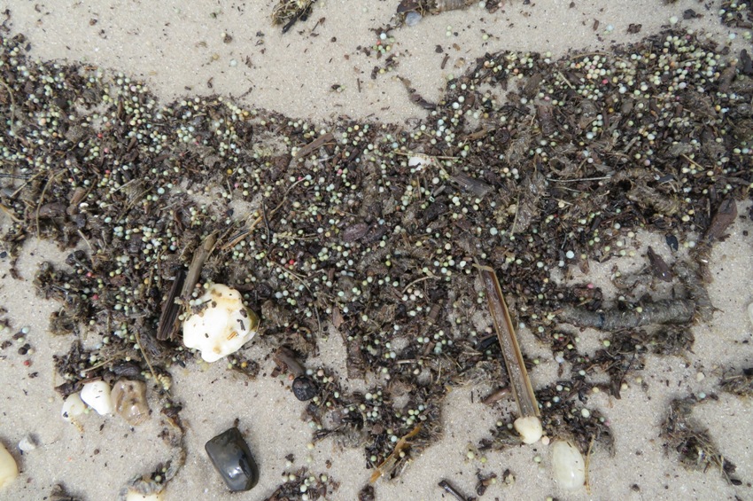 Horseshoe crab eggs caught in debris