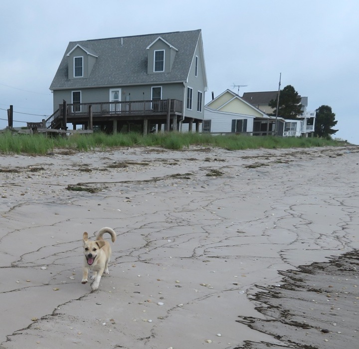 Daphne running on the beach