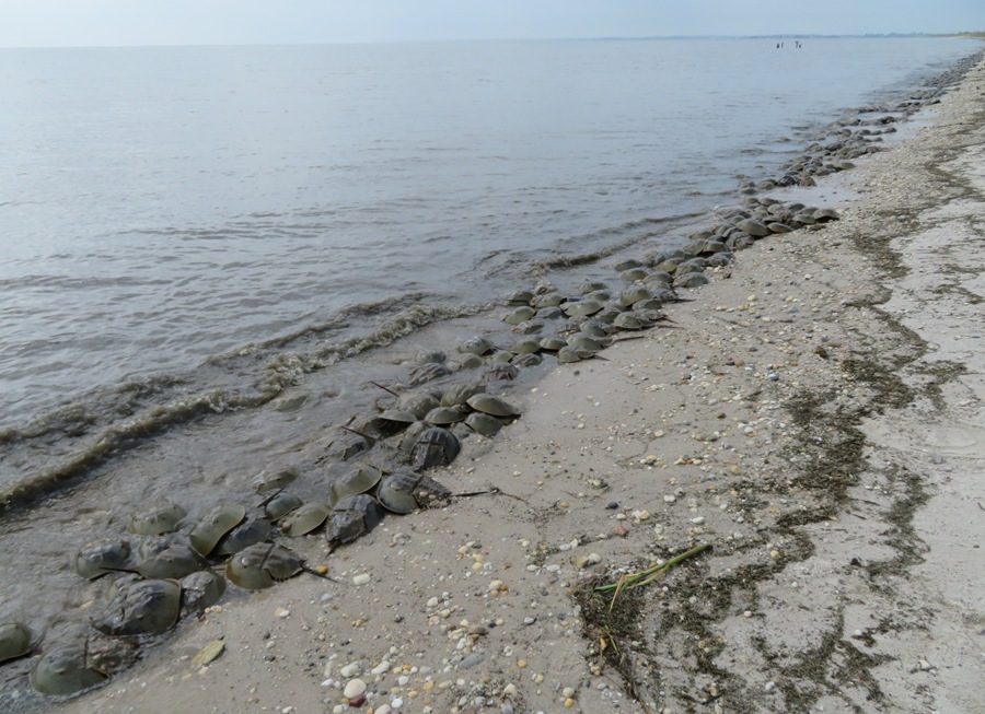 Horseshoe crabs on the beach