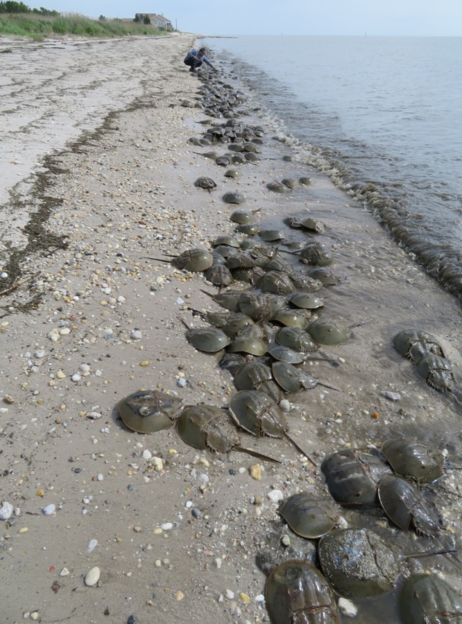 Steve with the horseshoe crabs