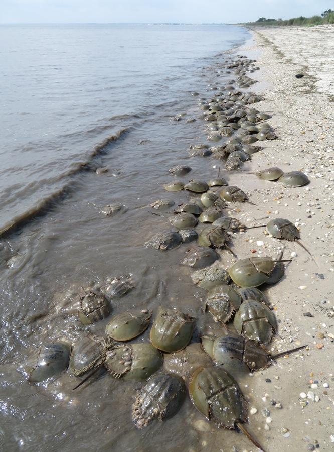 Horseshoe crabs on the beach with some surrounding one at the bottom of the photo
