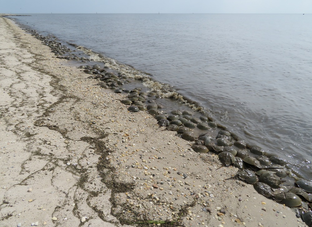 Lots of horseshoe crabs at the waterline