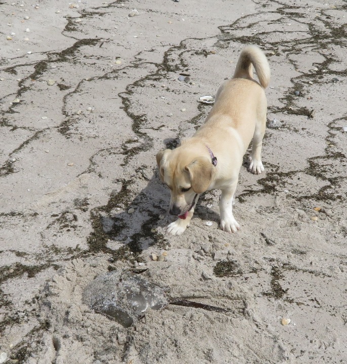 Daphne looking at horseshoe crab