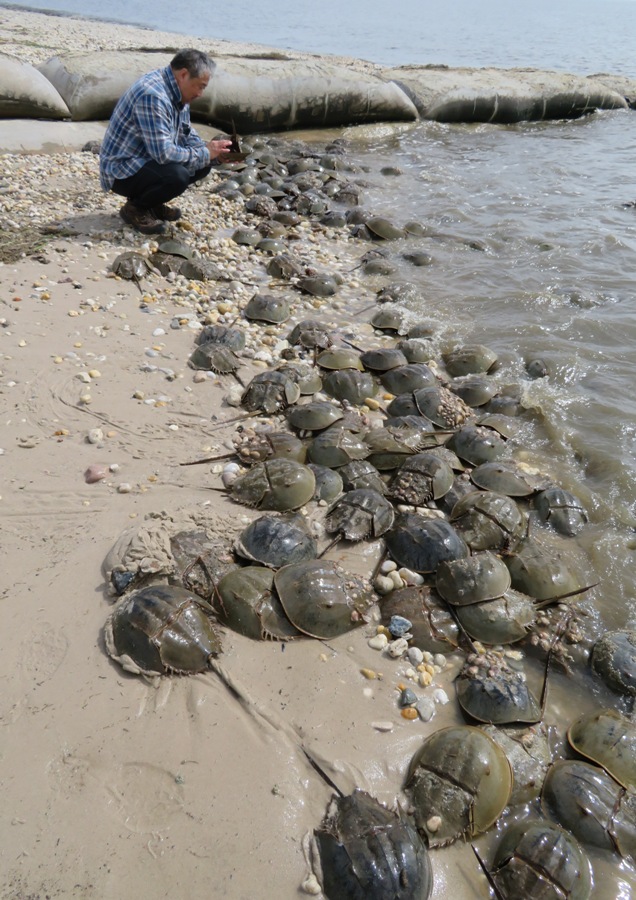 Steve taking a photo of the horseshoe crabs